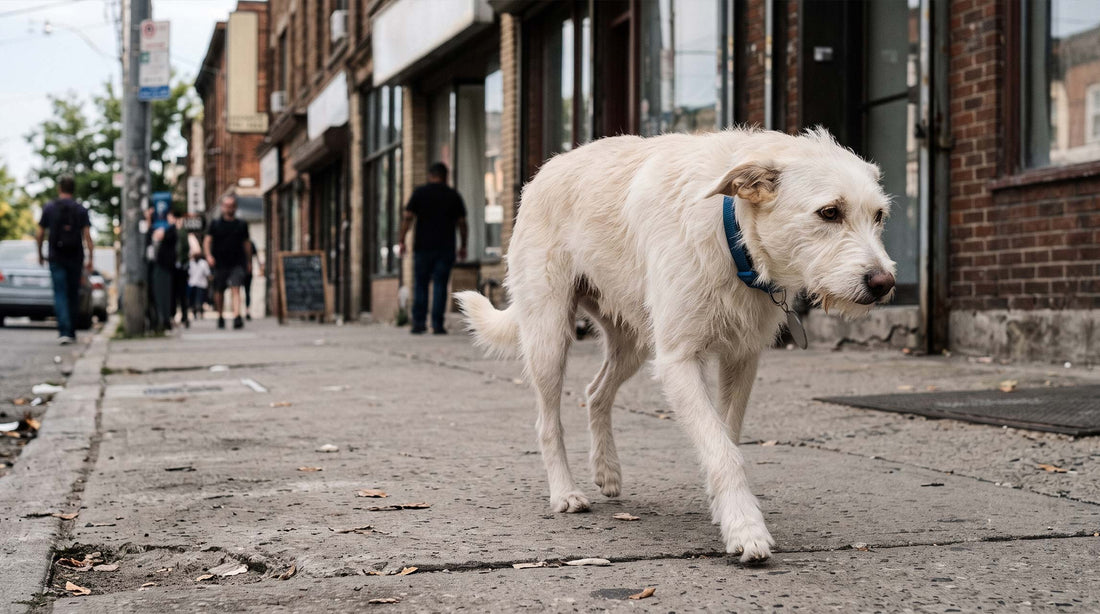 Chien blanc errant seul dans une rue urbaine, posture anxieuse