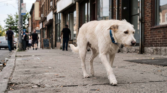 Chien blanc errant seul dans une rue urbaine, posture anxieuse