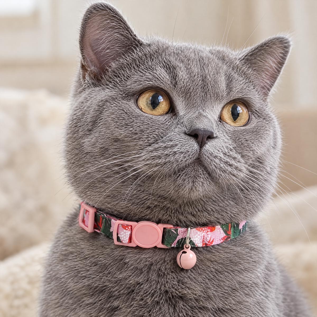 Chat British Shorthair gris avec un collier anti-étranglement Medaléa à motif imprimé