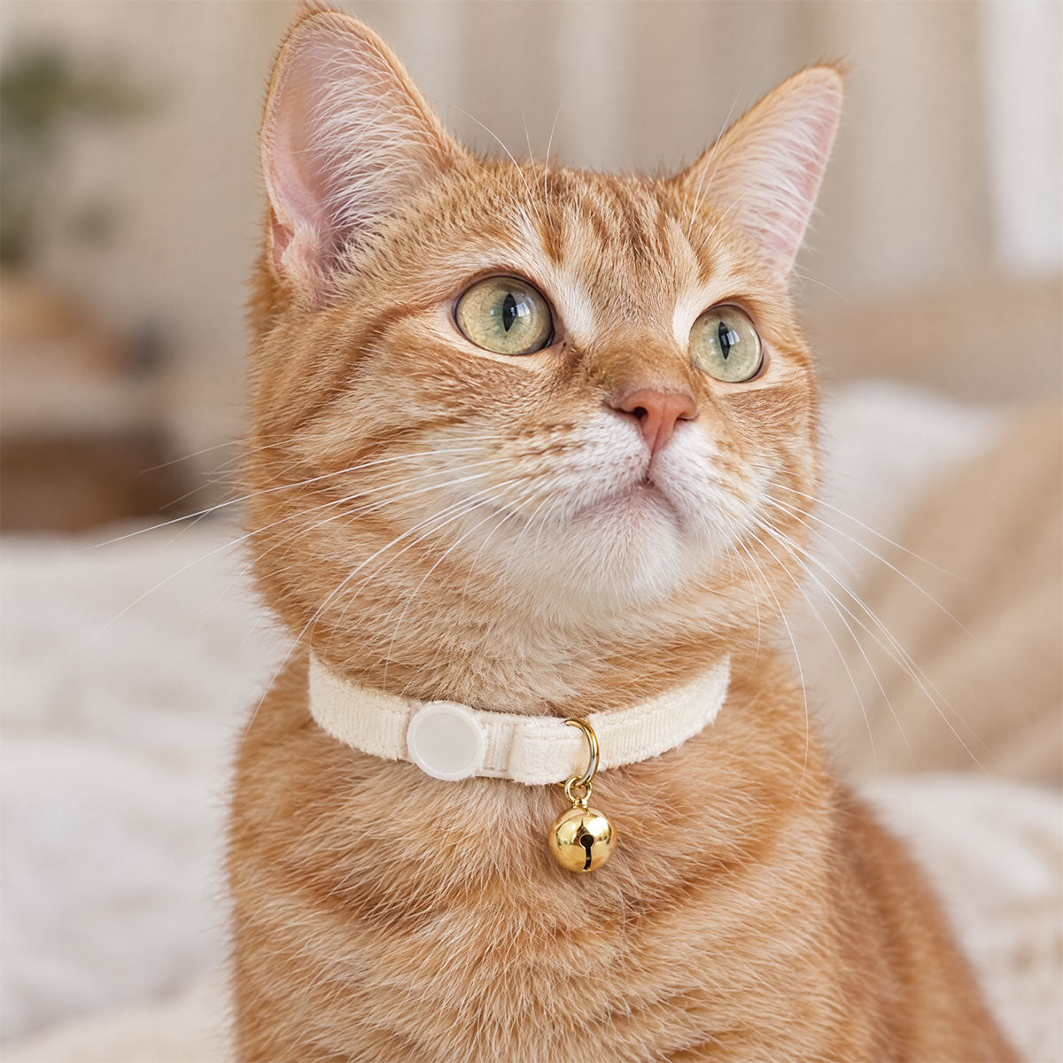 Chat avec Collier Anti-Etranglement pour Chat Blanc crème