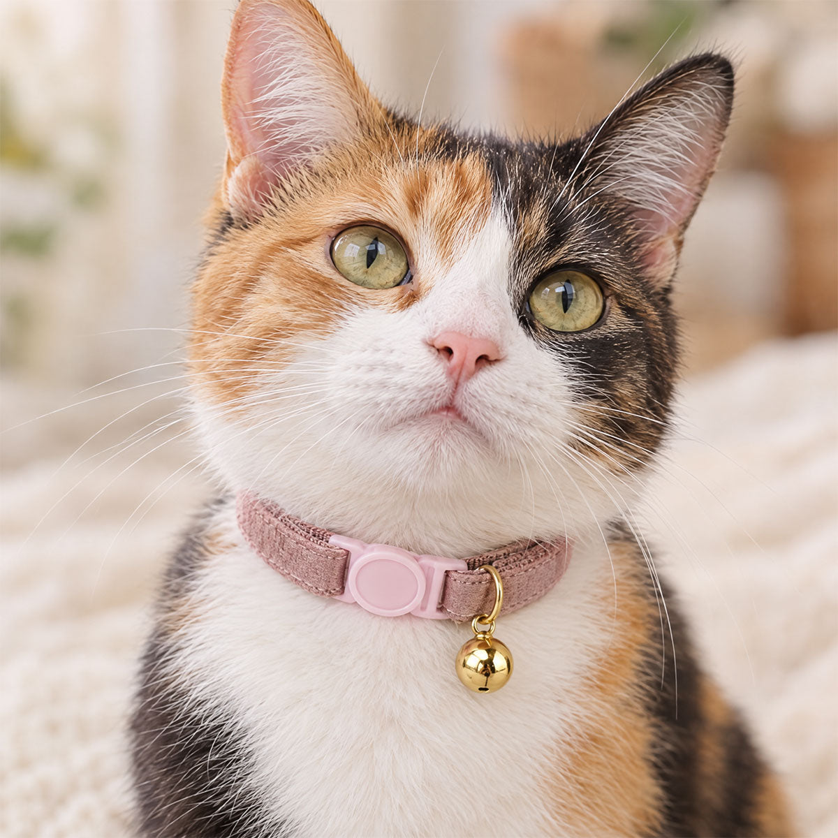 Chat avec Collier Anti-Etranglement pour Chat Rose pale