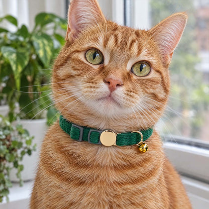 Chat roux tigré sur un rebord de fenêtre, portant un collier vert sapin en velours avec plaque dorée gravée
